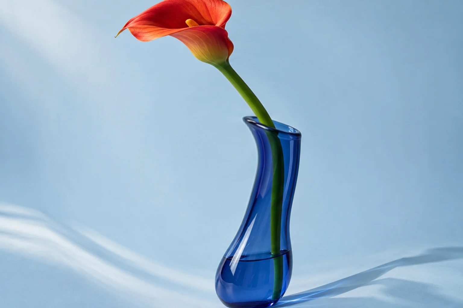 Red calla lily and blue vase enlarged around the middle with a bulge effect